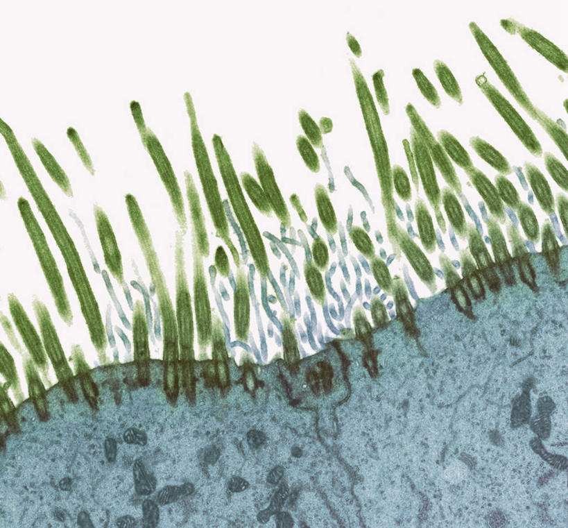 无人,横图,插画,室内,特写,白天,白色背景,正面,数码,科技,静物,阴影,网络,医学,细胞,高光,几何,计算机图形,合成,图画,画,人体,电脑合成图,数码合成图,生物学,血细胞,漫画,鼻腔,生理学,写实,具体,具象,神经细胞,纤毛,精囊,上皮细胞,彩图