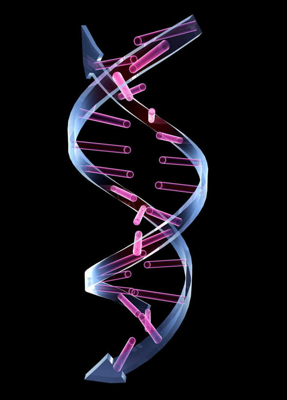 无人,竖图,室内,特写,白天,正面,数码,科技,阴影,黑色背景,科学,网络,基因,高光,几何,计算机图形,合成,生物,遗传,电脑合成图,数码合成图,脱氧核糖核酸,写实,具体,具象,DNA分子,去氧核糖核酸,遗传信息,遗传因子,遗传学,分解,分化,剖析,彩图