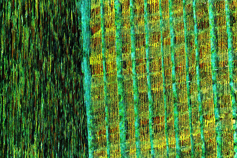 无人,横图,室内,白天,正面,数码,科技,生活用品,阴影,网络,细胞,纸,高光,几何,计算机图形,合成,纸巾,日用品,卫生纸,电脑合成图,数码合成图,写实,具体,具象,生活用纸,彩图,组织细胞