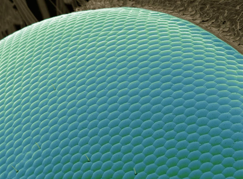 无人,横图,室内,特写,白天,正面,数码,科技,静物,阴影,网络,医学,昆虫,高光,几何,计算机图形,合成,蓝色,动物,模型,电脑合成图,数码合成图,生物学,器官,黄蜂,益虫,生理学,写实,具体,具象,视觉器官,胡蜂,马蜂,蚂蜂,复眼,动物器官,彩图