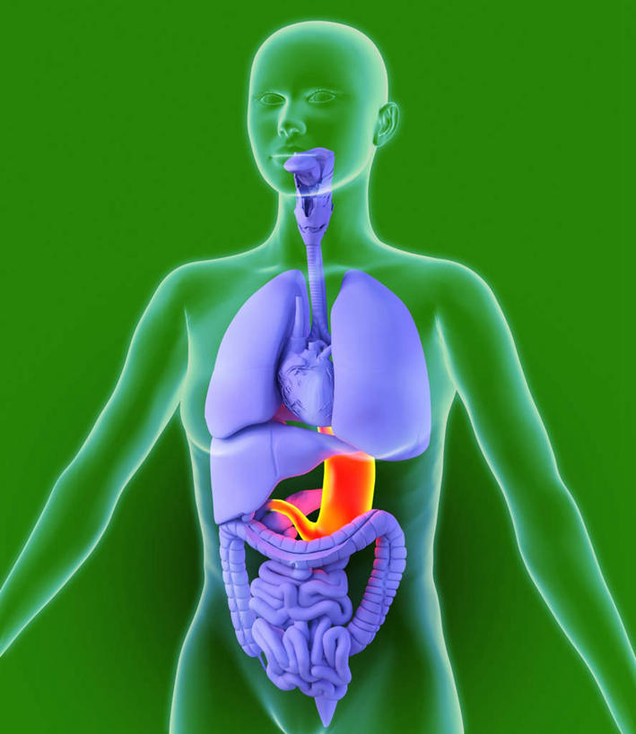 腹部,内脏,胃,动脉,静脉,无人,竖图,室内,白天,正面,数码,科技,静物,绿色背景,阴影,网络,医学,高光,几何,计算机图形,合成,模型,身体,人体,电脑合成图,数码合成图,生物学,人体器官,器官,生理学,写实,具体,具象,解剖学,胃部,半身,彩图