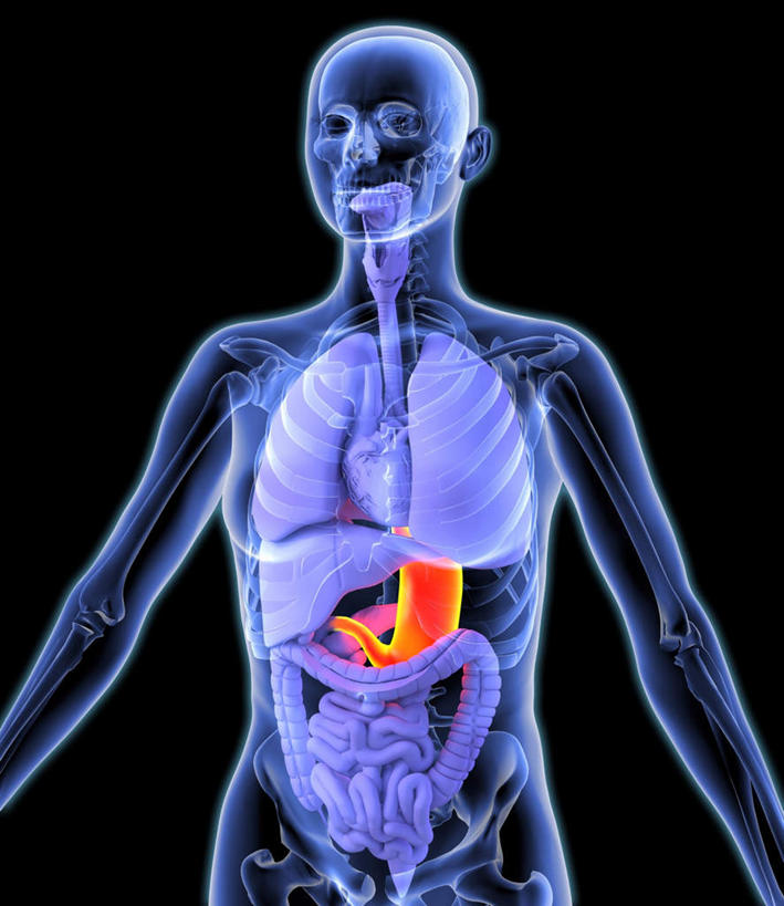 腹部,内脏,胃,动脉,静脉,无人,竖图,室内,白天,正面,数码,科技,静物,阴影,黑色背景,网络,医学,高光,几何,计算机图形,合成,模型,身体,人体,电脑合成图,数码合成图,生物学,人体器官,器官,生理学,写实,具体,具象,解剖学,胃部,半身,彩图