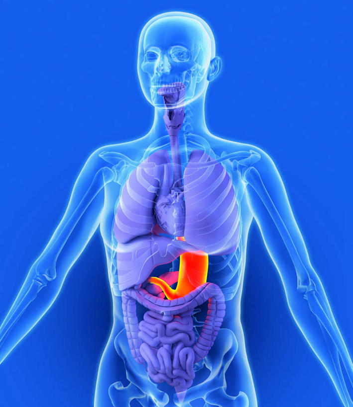 腹部,内脏,胃,动脉,静脉,无人,竖图,室内,白天,正面,数码,科技,静物,阴影,蓝色背景,网络,医学,高光,几何,计算机图形,合成,模型,身体,人体,电脑合成图,数码合成图,生物学,人体器官,器官,生理学,写实,具体,具象,解剖学,胃部,半身,彩图