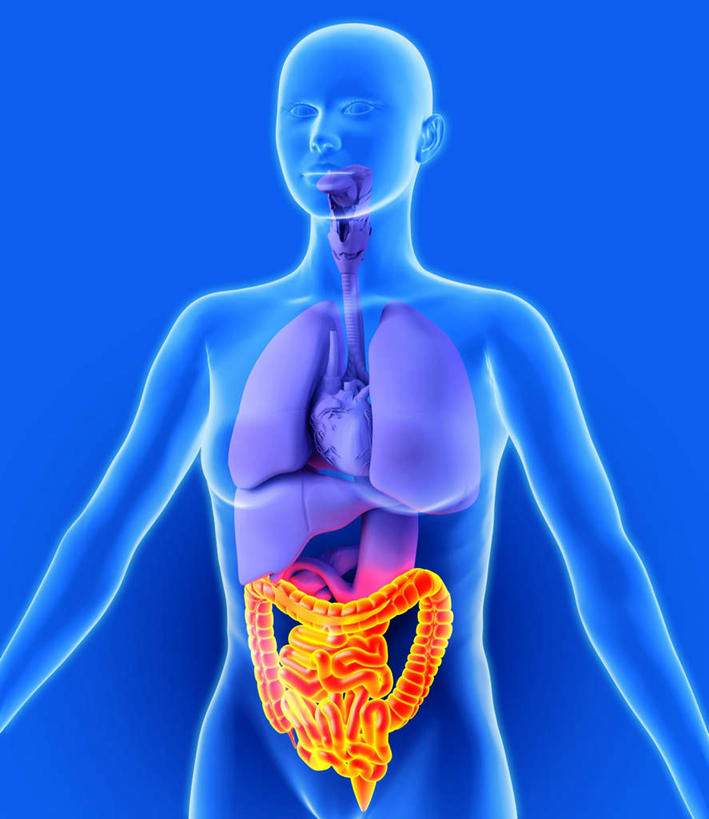 内脏,肠,动脉,静脉,十二指肠,无人,竖图,室内,白天,正面,数码,科技,静物,阴影,蓝色背景,网络,医学,高光,几何,计算机图形,合成,模型,身体,人体,电脑合成图,数码合成图,生物学,人体器官,器官,生理学,写实,具体,具象,解剖学,大肠,盲肠,小肠,直肠,半身,彩图