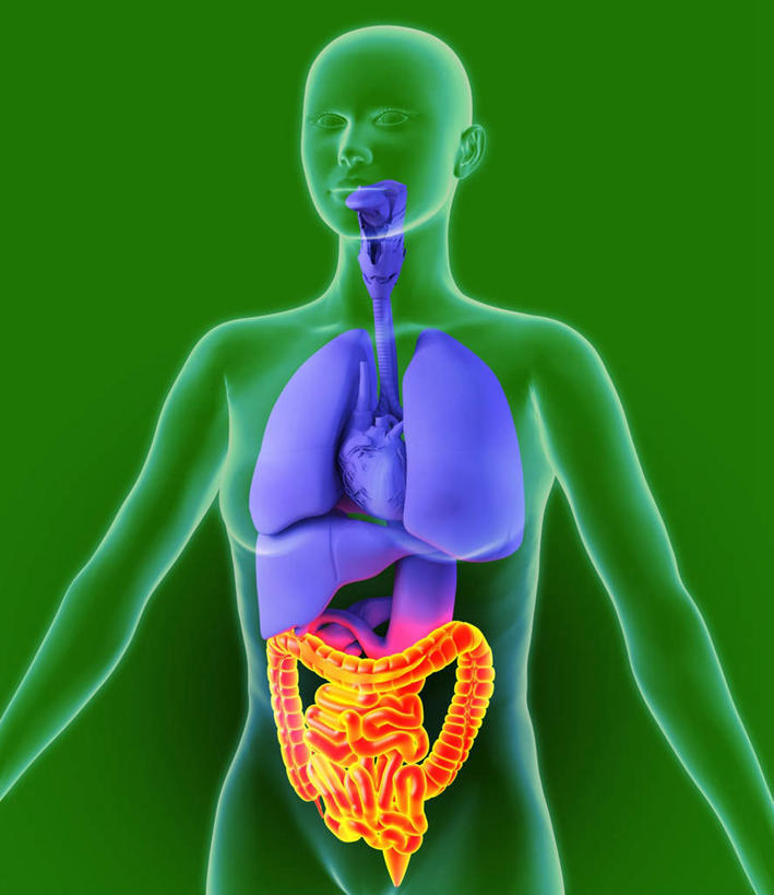 内脏,肠,动脉,静脉,十二指肠,无人,竖图,室内,白天,正面,数码,科技,静物,绿色背景,阴影,网络,医学,高光,几何,计算机图形,合成,模型,身体,人体,电脑合成图,数码合成图,生物学,人体器官,器官,生理学,写实,具体,具象,解剖学,大肠,盲肠,小肠,直肠,半身,彩图