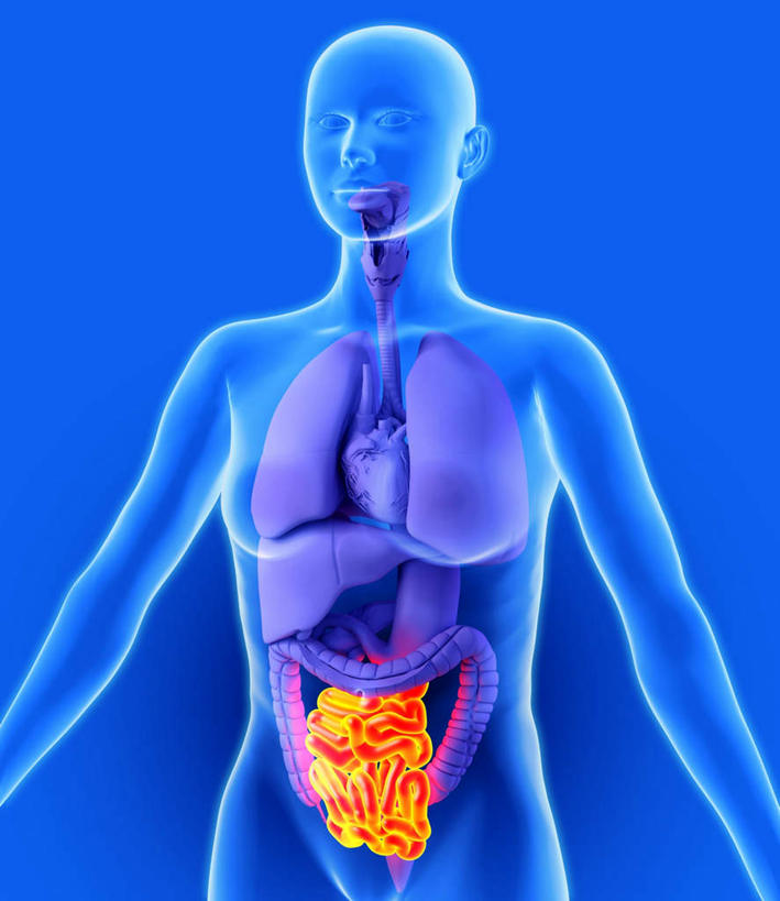 腹部,内脏,肺,心脏,肝脏,食道,胃,肠,动脉,静脉,十二指肠,一个人,无人,站,竖图,插画,室内,白天,正面,数码,科技,静物,仅一个年轻女性,仅一个女性,仅一个人,阴影,蓝色背景,网络,医学,高光,几何,计算机图形,合成,图画,画,黄色,紫色,模型,站着,人体,电脑合成图,数码合成图,生物学,人体器官,器官,漫画,生理学,写实,具体,具象,年轻女性,女人,女性,大肠,肺部,肺脏,肝,盲肠,小肠,心,直肠,胃部,站立,半身,彩图,消化系统