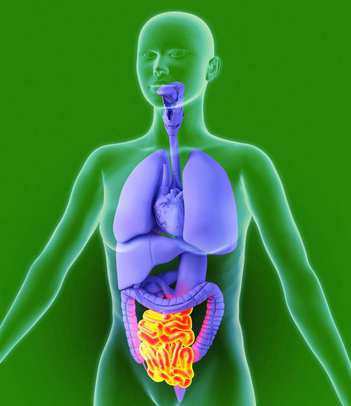 腹部,内脏,肺,心脏,肝脏,食道,胃,肠,动脉,静脉,十二指肠,一个人,无人,站,竖图,插画,室内,白天,正面,数码,科技,静物,仅一个年轻女性,仅一个女性,仅一个人,绿色背景,阴影,网络,医学,高光,几何,计算机图形,合成,图画,画,黄色,紫色,模型,站着,人体,电脑合成图,数码合成图,生物学,人体器官,器官,漫画,生理学,写实,具体,具象,年轻女性,女人,女性,大肠,肺部,肺脏,肝,盲肠,小肠,心,直肠,胃部,站立,半身,彩图,消化系统