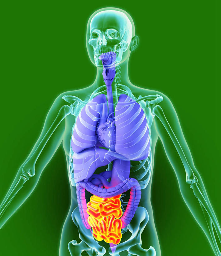 腹部,内脏,肺,心脏,肝脏,食道,胃,肠,动脉,静脉,骨骼,十二指肠,一个人,无人,站,竖图,插画,室内,白天,正面,数码,科技,静物,仅一个年轻女性,仅一个女性,仅一个人,绿色背景,阴影,网络,医学,骨头,高光,几何,计算机图形,合成,图画,画,黄色,紫色,模型,站着,人体,电脑合成图,数码合成图,骨架,生物学,人体器官,器官,漫画,生理学,写实,具体,具象,年轻女性,女人,女性,大肠,肺部,肺脏,肝,盲肠,小肠,心,直肠,胃部,站立,半身,彩图,消化系统