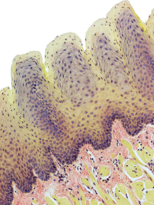 内脏,动脉,静脉,无人,竖图,插画,室内,特写,白天,正面,数码,科技,静物,阴影,网络,医学,高光,几何,计算机图形,合成,图画,画,模型,人体,电脑合成图,数码合成图,生物学,人体器官,器官,漫画,生理学,写实,具体,具象,上皮细胞,舌头,彩图