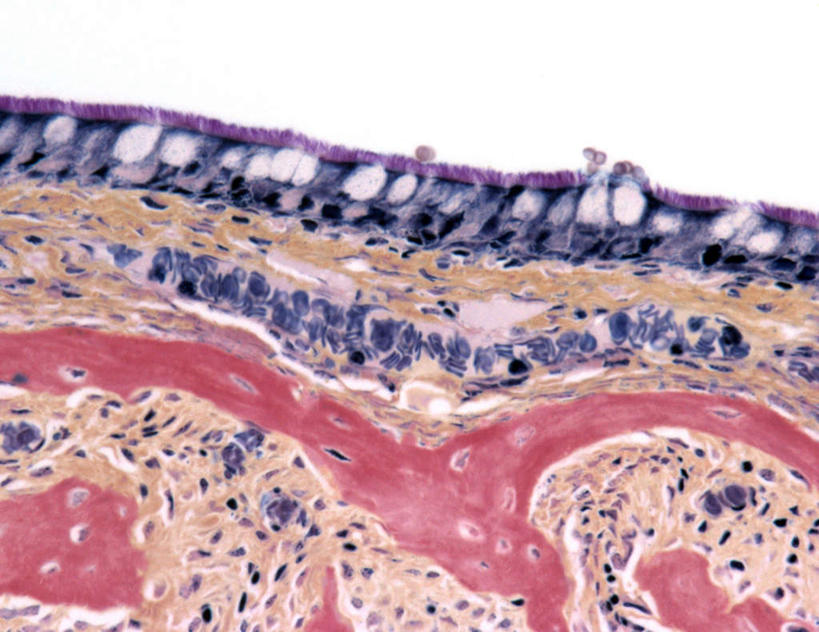 无人,横图,插画,室内,特写,白天,正面,数码,科技,静物,阴影,网络,医学,细胞,高光,几何,计算机图形,合成,图画,画,人体,电脑合成图,数码合成图,生物学,漫画,生理学,写实,具体,具象,上皮细胞,彩图