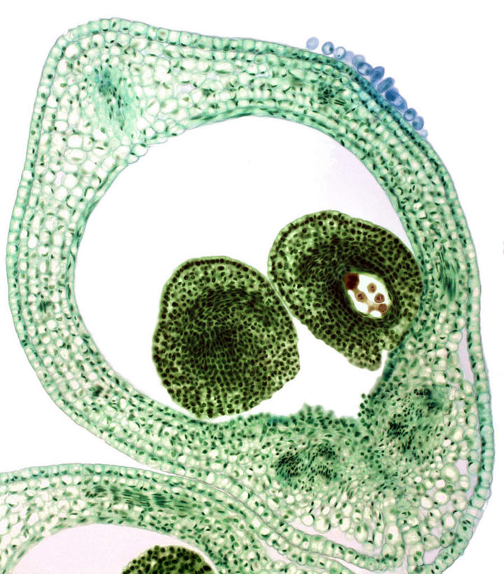 无人,竖图,插画,室内,特写,白天,白色背景,正面,数码,科技,阴影,网络,万寿菊,高光,几何,计算机图形,合成,图画,画,绿色,健康,电脑合成图,数码合成图,漫画,写实,具体,具象,长寿,臭芙蓉,蜂窝菊,友情,彩图