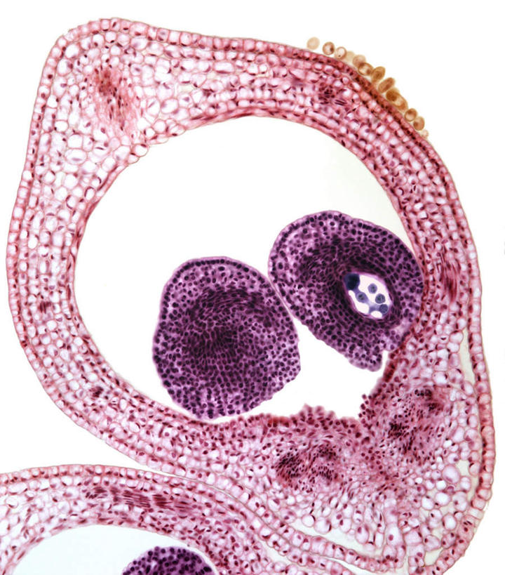 无人,竖图,插画,室内,特写,白天,白色背景,正面,数码,科技,阴影,网络,万寿菊,高光,几何,计算机图形,合成,图画,画,紫色,健康,电脑合成图,数码合成图,漫画,写实,具体,具象,长寿,臭芙蓉,蜂窝菊,友情,彩图