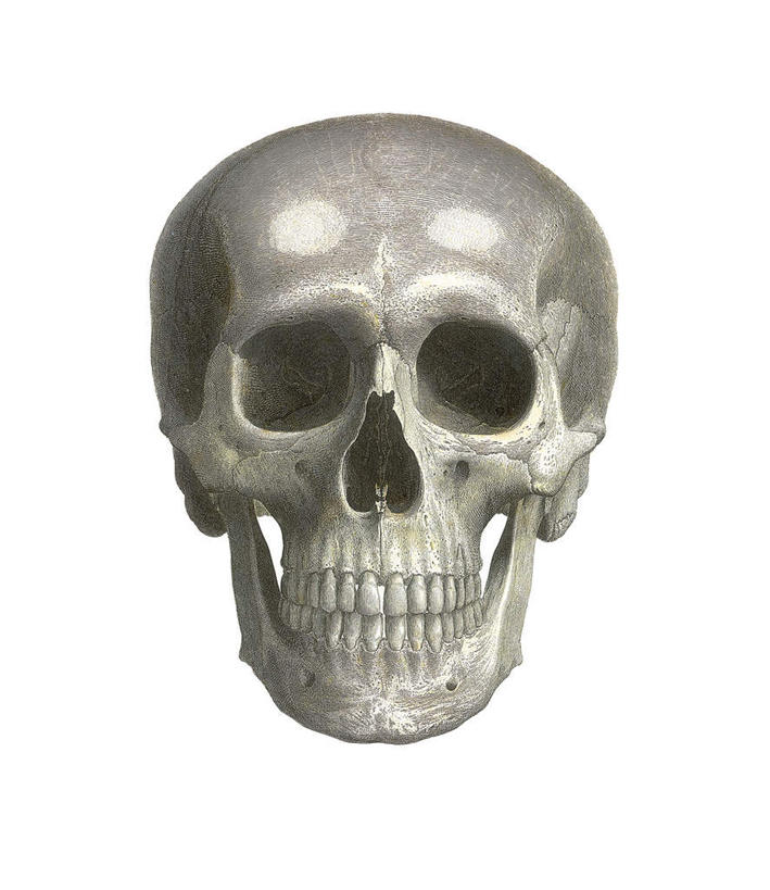 眼睛,鼻子,牙齿,骨骼,无人,竖图,黑白,插画,室内,白天,白色背景,正面,数码,科技,阴影,网络,头骨,骨头,高光,几何,计算机图形,合成,图画,画,灰色,眼部,电脑合成图,数码合成图,头颅,骨架,漫画,写实,具体,具象,鼻,鼻孔,齿,牙,牙龈,眼