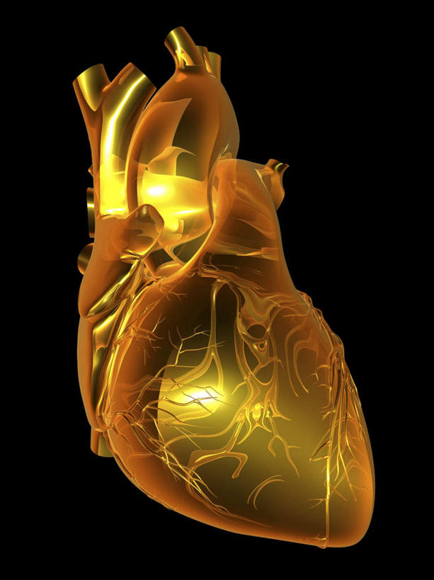 内脏,心脏,动脉,静脉,无人,竖图,室内,白天,正面,数码,科技,静物,阴影,黑色背景,网络,高光,几何,计算机图形,合成,模型,橙色,人体,电脑合成图,数码合成图,疾病,生物学,器官,不幸,可怜,心血管,心房,心室,生理学,写实,具体,具象,心,彩图