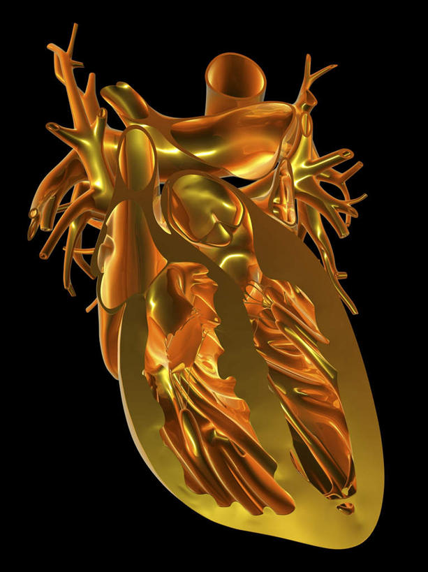 内脏,心脏,动脉,静脉,无人,竖图,室内,白天,正面,数码,科技,静物,阴影,黑色背景,网络,高光,几何,计算机图形,合成,模型,橙色,人体,电脑合成图,数码合成图,疾病,生物学,器官,不幸,可怜,心血管,心房,心室,生理学,写实,具体,具象,心,彩图