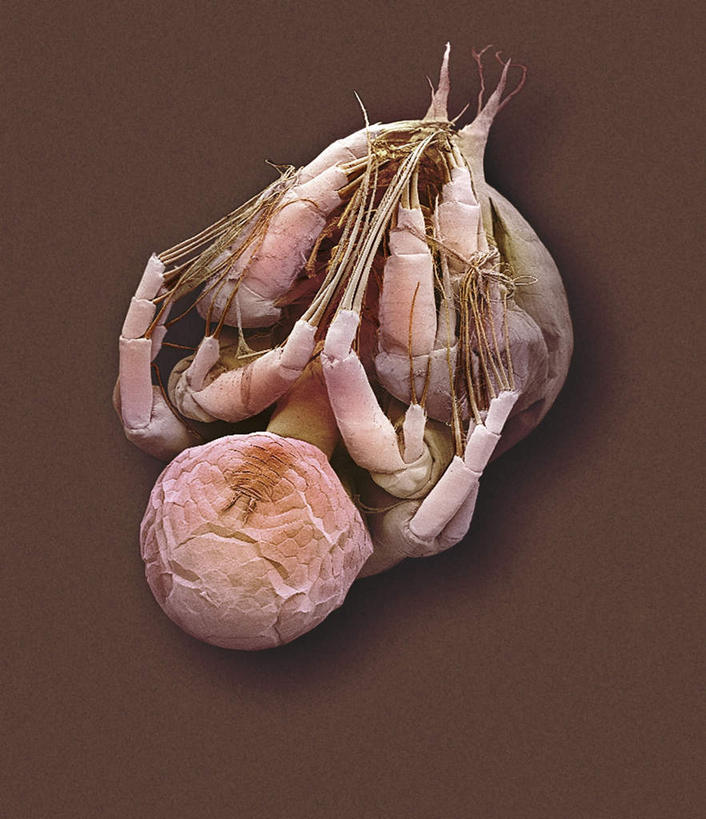 无人,竖图,室内,白天,正面,仪器,棕色背景,检查,反射,分析,科学,昆虫,水蚤,显微镜,动物,观察,橙色,清晰,探索,放大,观看,仔细,透镜,凸透镜,聚焦,关注,益虫,光学,清楚,红虫,彩图