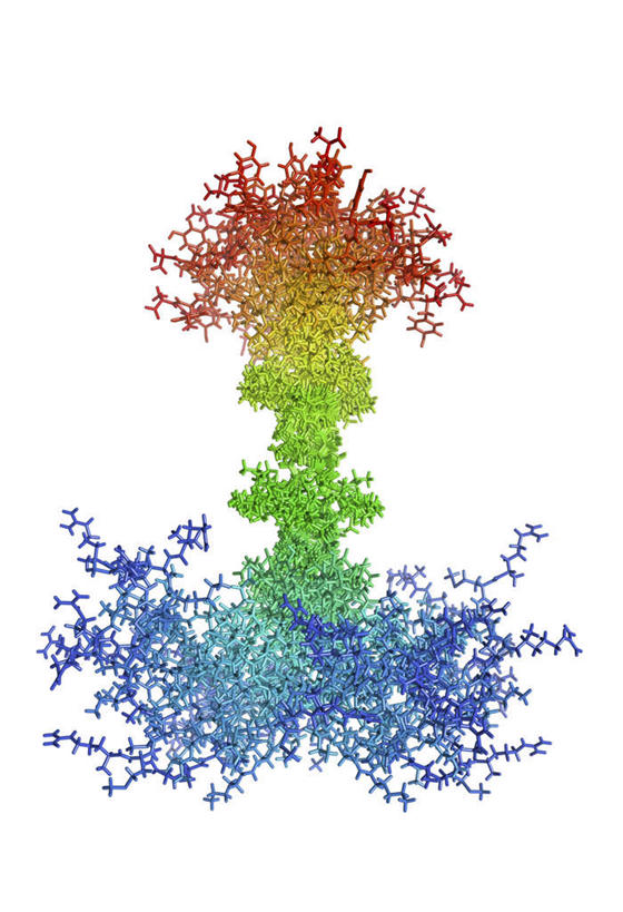 无人,竖图,彩色,室内,白天,白色背景,正面,数码,科技,微生物,阴影,分离,网络,医学,蛋白,高光,几何,计算机图形,合成,扩散,生物,五颜六色,分散,色彩斑斓,电脑合成图,数码合成图,生物学,蛋白质,五彩缤纷,写实,具体,具象,五彩斑斓,生命体,涣散,疏散,五光十色,彩图,蛋白聚糖
