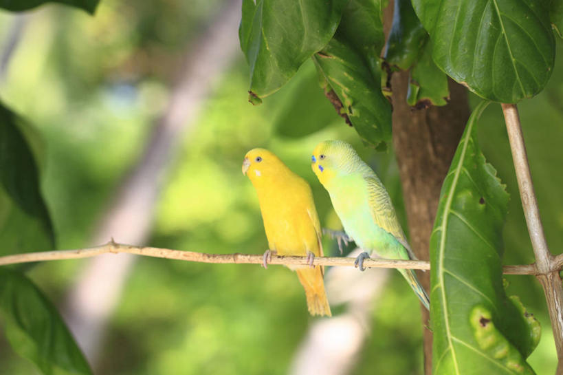 无人,站,横图,室外,白天,正面,美景,植物,鸟,鹦鹉,马尔代夫,亚洲,阴影,朦胧,模糊,光线,鸟类,影子,景观,枝条,注视,树,树木,树枝,绿色,阳光,自然,动物,观察,看,站着,两只,景色,可爱,活泼,生长,成长,观看,察看,关注,自然风光,南亚,马尔代夫共和国,观赏鸟,虬枝,枝杈,彩凤,虎皮鹦鹉,娇凤,站立,彩图,全身