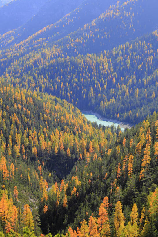 无人,竖图,俯视,航拍,室外,白天,旅游,度假,河流,美景,秋季,森林,山,山脉,树林,水,植物,松树,叶子,瑞士,欧洲,河水,景观,山峰,水流,枯叶,落叶,山峦,娱乐,树,树木,绿色,自然,群山,享受,休闲,景色,放松,生长,成长,鸟瞰,自然风光,坚定,中欧,落叶松,长寿,瑞士联邦,贞洁,叶,叶片,秋,秋天,彩图,高角度拍摄,黄花松