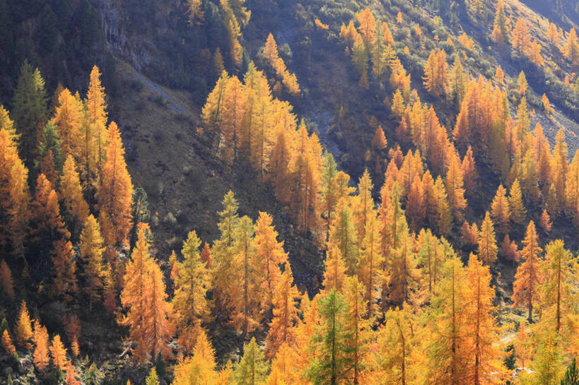 无人,横图,俯视,室外,白天,旅游,度假,美景,秋季,森林,山,山脉,树林,植物,松树,叶子,瑞士,欧洲,阴影,光线,影子,景观,山峰,枯叶,落叶,山峦,娱乐,树,树木,绿色,阳光,自然,群山,享受,休闲,景色,放松,生长,成长,自然风光,坚定,中欧,落叶松,长寿,瑞士联邦,贞洁,叶,叶片,秋,秋天,彩图,高角度拍摄,黄花松
