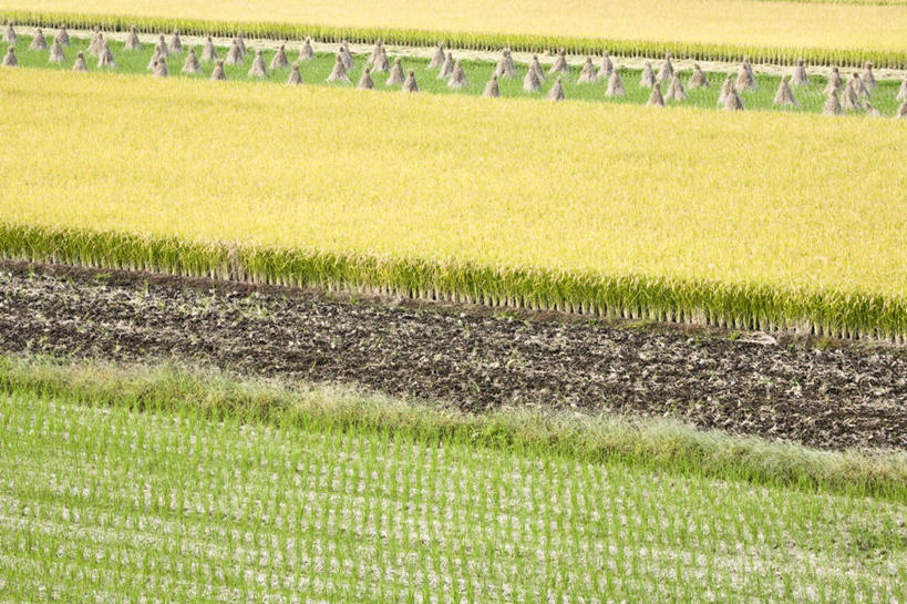 无人,农田,横图,俯视,室外,白天,旅游,度假,农业,庄稼,农作物,美景,日本,亚洲,稻田,景观,泥土,土壤,娱乐,自然,享受,休闲,景色,放松,自然风光,东亚,本州,关东地方,本州岛,日本国,栃木,栃木县,彩图,高角度拍摄,耕地,庄稼田