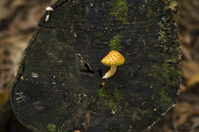 无人,横图,俯视,室外,特写,白天,美景,日本,亚洲,朦胧,模糊,景观,菌菇,树桩,菌类,树,树干,一个,黄色,自然,木桩,食用菌,景色,单个,真菌,自然风光,东亚,本州,本州岛,日本国,东北地方,福岛,福岛县,彩图,高角度拍摄