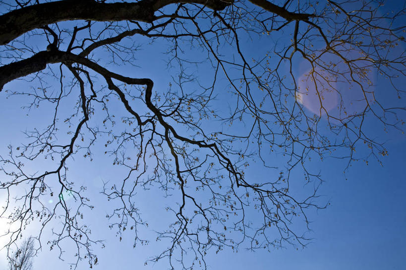 无人,横图,室外,特写,白天,仰视,美景,植物,袋子,阴影,光线,影子,塑料,景观,枝条,塑料袋,树,树木,树枝,一个,蓝色,绿色,蓝天,天空,阳光,自然,容器,塑料制品,天,景色,生长,晴朗,单个,成长,储藏,垃圾袋,储存,自然风光,万里无云,虬枝,枝杈,晴空,晴空万里,彩图,低角度拍摄,贮存