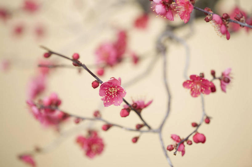 无人,横图,室内,特写,白天,正面,阴影,米色背景,朦胧,模糊,盛开,反射,影子,梅花,枝条,花蕾,花,花瓣,花朵,鲜花,树枝,粉色,花苞,花蕊,摄影,影棚,高雅,坚强,虬枝,枝杈,春梅,梅,彩图,影棚拍摄,拍摄