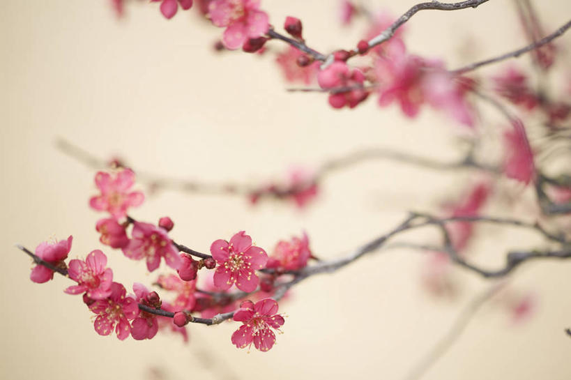 无人,横图,室内,特写,白天,正面,阴影,米色背景,朦胧,模糊,盛开,反射,影子,梅花,枝条,花蕾,花,花瓣,花朵,鲜花,树枝,粉色,花苞,花蕊,摄影,影棚,高雅,坚强,虬枝,枝杈,春梅,梅,彩图,影棚拍摄,拍摄