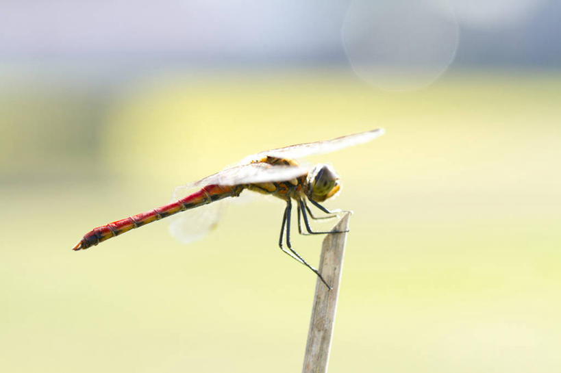无人,横图,室外,特写,白天,侧面,美景,伸展,张开,展翅,阴影,朦胧,模糊,光线,翅膀,蜻蜓,昆虫,影子,柱子,景观,注视,停留,一只,阳光,自然,动物,观察,看,景色,红蜻蜓,观看,停止,察看,关注,自然风光,猫猫丁,咪咪洋,蚂螂,河嘻嘻,益虫,张开翅膀,逗留,停顿,展开翅膀,彩图,全身