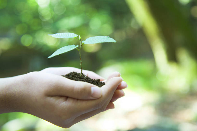 东方人,儿童,手,一个人,捧,横图,室外,特写,白天,侧面,纯洁,草地,草坪,树林,植物,叶子,亚洲,双手,仅一个女性,仅一个人,一堆,许多,阴影,堆叠,堆积,朦胧,模糊,过程,光线,纹理,影子,泥土,土壤,绿叶,很多,黄种人,草,树,树木,小孩,绿色,阳光,自然,仅一个小孩,手部,嫩叶,可爱,童年,童趣,生长,成长,堆,童真,烂漫,无邪,发展,山毛榉,肌理,麻栎金刚,山毛榉树,历程,天真,女孩,女人,女性,亚洲人,孩子,叶,叶片,叶脉,端,端着,捧着,手捧,半身,彩图,女生