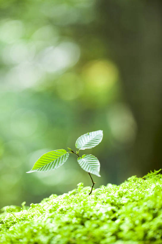 无人,竖图,室外,特写,白天,正面,草地,草坪,美景,树林,植物,叶子,阴影,朦胧,模糊,过程,光线,纹理,影子,景观,青苔,绿叶,苔藓,草,树,树木,绿色,阳光,自然,嫩叶,景色,生长,成长,自然风光,发展,山毛榉,肌理,麻栎金刚,山毛榉树,历程,叶,叶片,叶脉,彩图