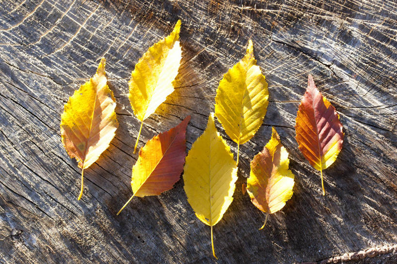 无人,横图,俯视,室外,特写,白天,美景,叶子,阴影,光线,影子,景观,枯叶,落叶,树桩,树,树干,黄色,红色,阳光,自然,木桩,景色,自然风光,橡树,沼生橡树,叶,叶片,彩图,高角度拍摄