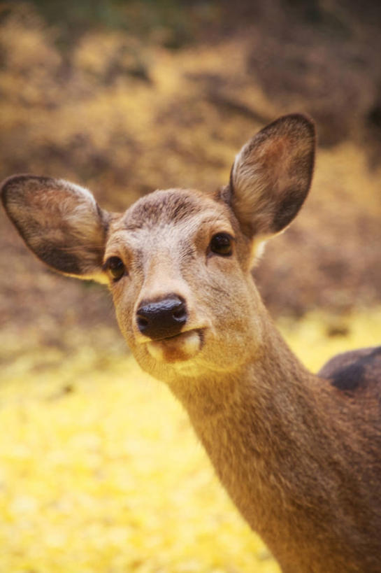 头,无人,站,竖图,室外,特写,白天,正面,草地,草坪,美景,植物,哺乳动物,鹿,野生动物,奈良县,日本,亚洲,阴影,朦胧,模糊,光线,影子,景观,注视,草,一只,绿色,阳光,自然,动物,观察,看,站着,景色,可爱,活泼,观看,察看,关注,自然风光,东亚,本州,本州岛,日本国,近畿地方,奈良,近畿,奈良公园,县厅,奈良市,头部,站立,半身,彩图