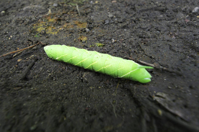 无人,横图,俯视,室外,特写,白天,旅游,度假,美景,秋田县,日本,亚洲,昆虫,景观,泥土,土壤,娱乐,一只,绿色,自然,动物,趴着,享受,休闲,景色,放松,毛毛虫,自然风光,东亚,本州,本州岛,日本国,秋田,东北地方,害虫,毛虫,趴,彩图,高角度拍摄,全身