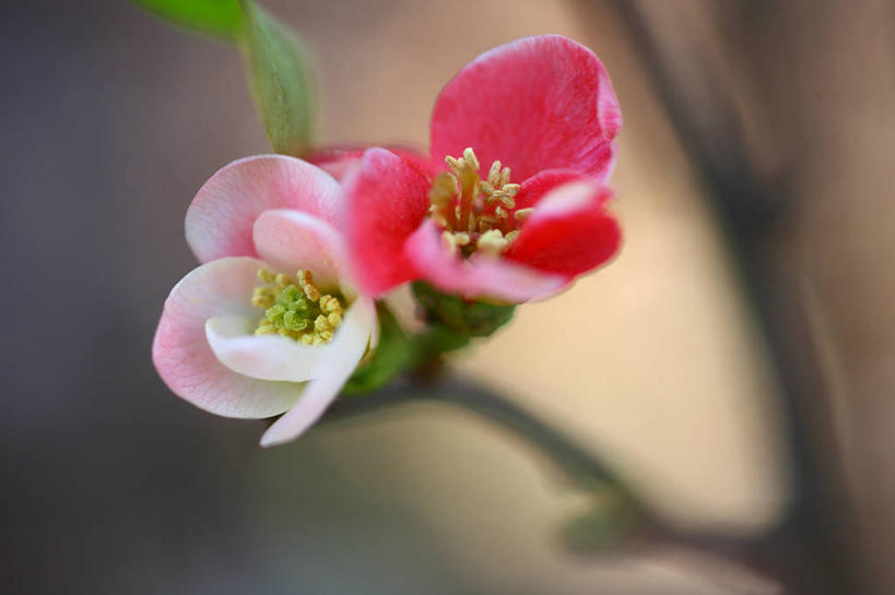 无人,横图,俯视,室外,特写,白天,美景,植物,阴影,朦胧,模糊,盛开,光线,影子,景观,枝条,花蕾,花,花瓣,花朵,鲜花,树,树木,树枝,粉色,绿色,阳光,自然,花苞,花蕊,景色,生长,成长,自然风光,贴梗海棠,诚实,平凡,木瓜海棠,木瓜花,虬枝,枝杈,彩图,高角度拍摄