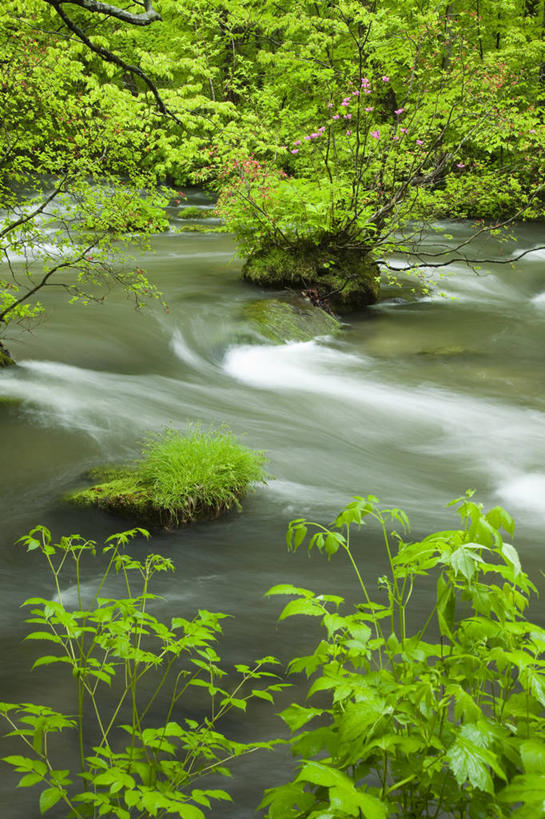 无人,竖图,俯视,室外,白天,旅游,度假,草地,河流,美景,树林,水,植物,日本,亚洲,河水,景观,水流,娱乐,草,树,树木,绿色,小溪,自然,溪水,享受,休闲,景色,放松,生长,成长,自然风光,东亚,本州,本州岛,日本国,青森,青森县,东北地方,奥入濑町,奥入濑溪流,彩图,高角度拍摄,上北郡