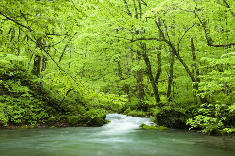 无人,横图,室外,白天,正面,长时间曝光,旅游,度假,河流,石头,美景,树林,水,植物,日本,亚洲,阴影,飞溅,溅,光线,石子,液体,影子,河水,景观,水滴,水流,娱乐,水珠,树,树木,绿色,小溪,阳光,自然,溪水,享受,休闲,景色,放松,生长,成长,喷洒,自然风光,曝光,东亚,本州,本州岛,日本国,青森,青森县,东北地方,奥入濑町,奥入濑溪流,石块,岩石,彩图,上北郡