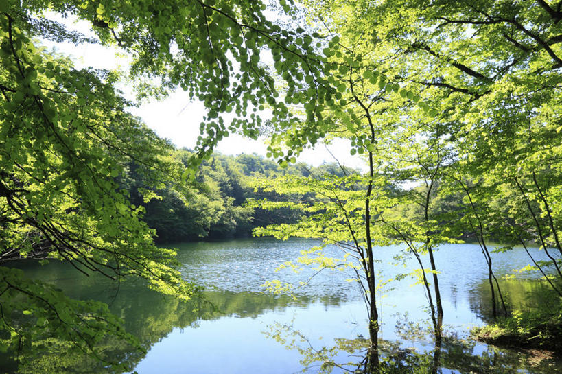 无人,公园,横图,室外,白天,正面,旅游,度假,湖,湖泊,美景,树林,水,植物,日本,亚洲,阴影,光线,影子,湖面,景观,水流,水面,娱乐,树,树木,蓝色,绿色,蓝天,天空,阳光,自然,湖水,天,享受,休闲,景色,放松,生长,晴朗,成长,自然风光,东亚,本州,万里无云,本州岛,日本国,青森,青森县,东北地方,晴空,晴空万里,彩图,国定公园,津轻国定公园,准国家公园