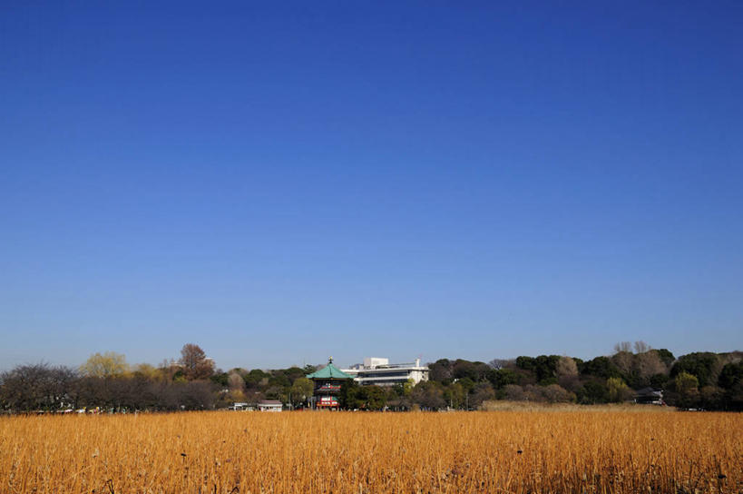 无人,公园,农田,横图,室外,白天,正面,旅游,度假,庄稼,农作物,美景,树林,植物,东京,日本,亚洲,阴影,丰富,丰收,光线,影子,景观,丰盛,娱乐,树,树木,蓝色,绿色,蓝天,天空,阳光,自然,天,享受,休闲,景色,放松,生长,收获,晴朗,成长,自然风光,东亚,本州,万里无云,关东地方,本州岛,日本国,东京都,东京上野公园,台东区,丰登,丰硕,晴空,晴空万里,彩图,耕地,庄稼田,不忍池,上野,上野恩赐公园,上野公园
