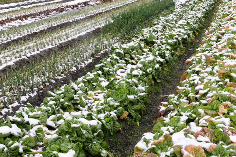 无人,农田,横图,俯视,室外,白天,旅游,度假,庄稼,农作物,美景,雪,大雪,蔬菜,日本,亚洲,一排,阴影,新鲜,整齐,并列,并排,光线,影子,积雪,景观,雪景,冬季,冬天,食品,娱乐,食物,排列,阳光,自然,享受,休闲,景色,放松,寒冷,有机食品,绿色食品,队列,自然风光,平行,东亚,本州,本州岛,日本国,近畿地方,近畿,兵库,兵库县,严寒,彩图,高角度拍摄,耕地,庄稼田,西宫市