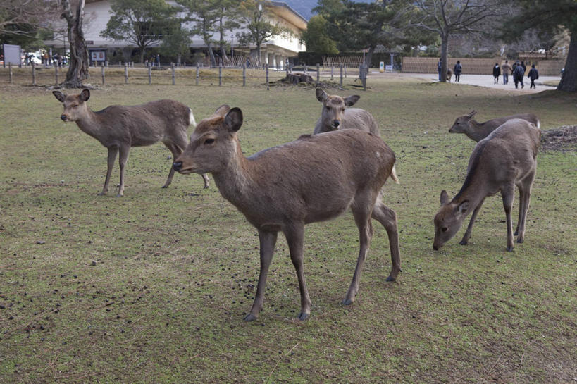 东方人,走,横图,室外,白天,正面,旅游,度假,草地,草坪,美景,植物,哺乳动物,鹿,野生动物,奈良县,日本,亚洲,四只,行人,游客,游人,服装,朦胧,模糊,景观,许多人,注视,休闲装,黄种人,娱乐,路人,旅客,草,树,树木,衣服,绿色,自然,动物,观察,看,一群人,享受,休闲,休闲服,景色,放松,可爱,服饰,活泼,生长,成长,观看,察看,关注,自然风光,东亚,本州,本州岛,日本国,近畿地方,奈良,近畿,奈良公园,县厅,过客,奈良市,男人,男性,年轻男性,年轻女性,女人,女性,亚洲人,步行,散步,走路,彩图,全身