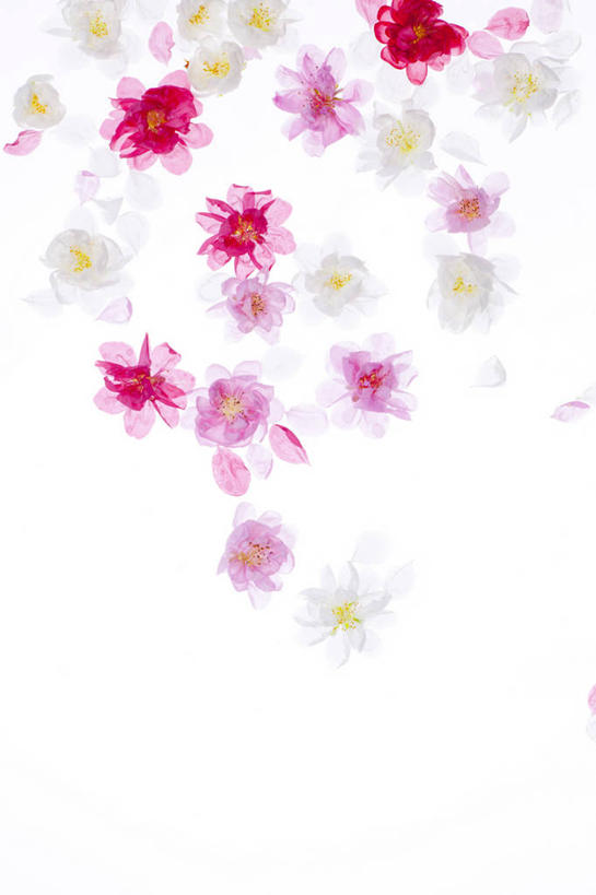 无人,竖图,俯视,室内,特写,白天,白色背景,许多,阴影,盛开,反射,影子,梅花,花蕾,花,花瓣,花朵,鲜花,粉色,白色,花苞,花蕊,摄影,影棚,高雅,坚强,春梅,梅,彩图,高角度拍摄,影棚拍摄,拍摄,白梅花,绿萼梅,绿梅,绿梅花