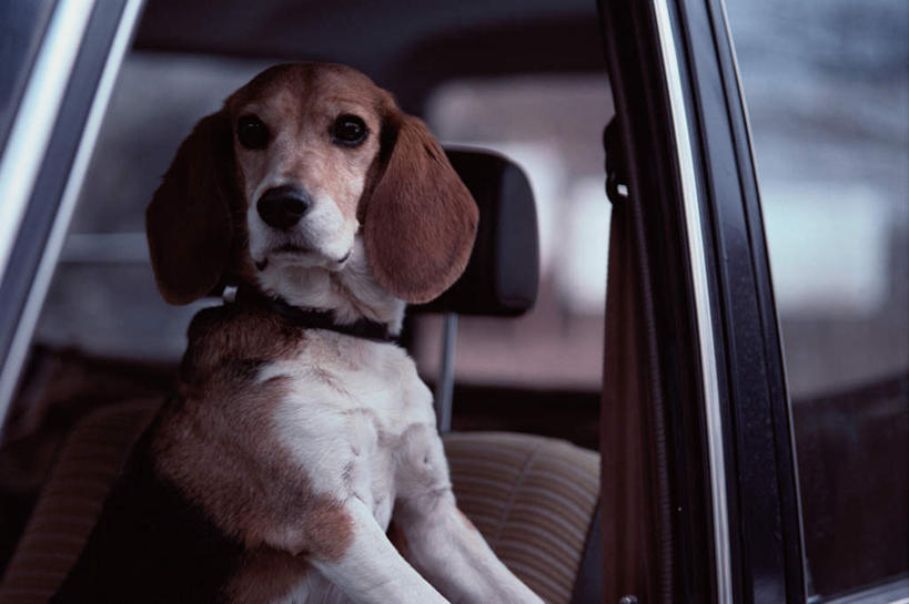 无人,坐,横图,室外,特写,白天,正面,窗户,汽车,宠物,狗,猎兔犬,注视,玻璃窗,车,一只,动物,车窗,交通工具,轿车,观察,看,可爱,比格犬,观看,察看,关注,忠诚,米格鲁猎兔犬,贝高狗,贝高犬,比格狗,猎兔狗,犬,坐着,半身,彩图