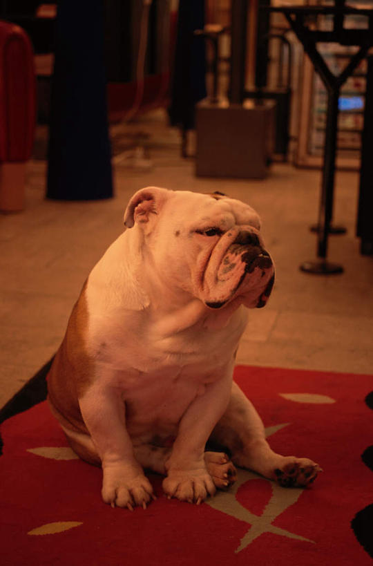 无人,客厅,坐,竖图,俯视,室内,白天,地板,地毯,桌子,宠物,狗,椅子,装饰,编织,手工艺品,织物,地面,沙皮狗,注视,木地板,一只,动物,工艺品,观察,看,可爱,观看,华丽,修饰,点缀,察看,起居室,关注,忠诚,衬托,美观,雅致,雅观,沙皮,沙皮犬,犬,坐着,半身,彩图,高角度拍摄