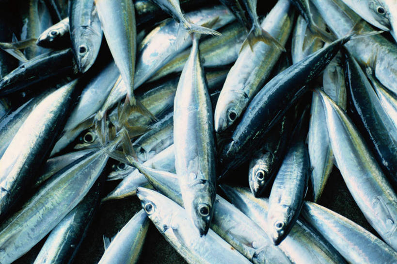 海鲜,无人,横图,俯视,室外,特写,白天,一堆,许多,堆叠,堆积,秋刀鱼,鱼,食品,水产,鱼类,海洋生物,食物,竹刀鱼,堆,刀鱼,水生动物,海产品,水生物,海底动物,彩图,高角度拍摄