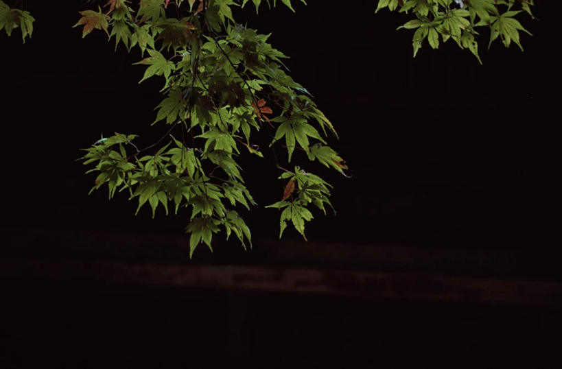 无人,横图,室外,白天,仰视,旅游,度假,美景,植物,枫树,叶子,许多,景观,绿叶,娱乐,树,树木,绿色,自然,享受,休闲,嫩叶,景色,放松,生长,成长,自然风光,槭树,糖枫,糖槭,糖槭树,叶,叶片,彩图,低角度拍摄