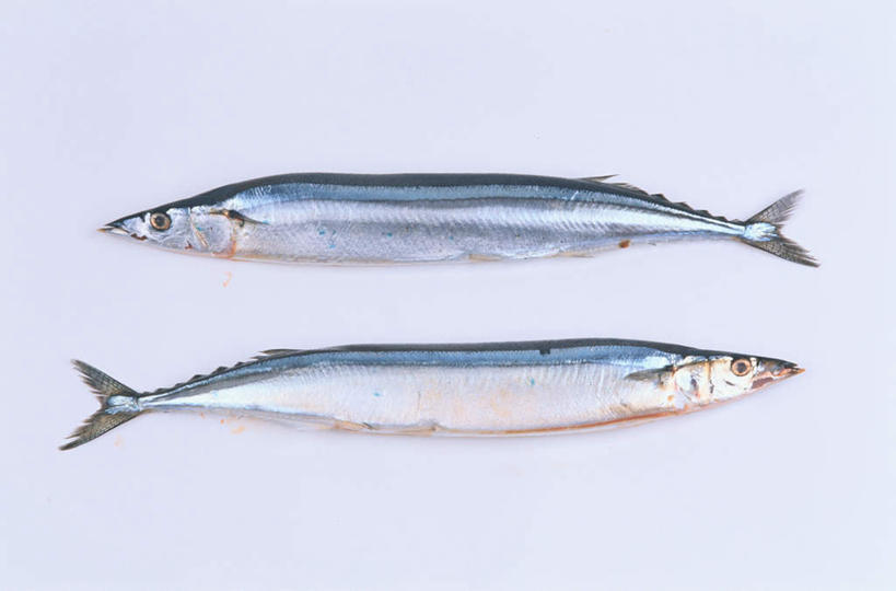 海鲜,无人,横图,俯视,室内,特写,白天,白色背景,桌面,桌子,两条,秋刀鱼,食品,水产,食物,摄影,影棚,竹刀鱼,刀鱼,海产品,彩图,高角度拍摄,全身,影棚拍摄,拍摄