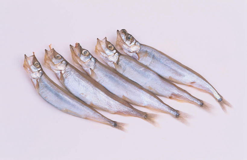 海鲜,无人,横图,俯视,室内,特写,白天,白色背景,桌面,桌子,一排,许多,整齐,鱼,水产,鱼类,海洋生物,排列,摄影,影棚,队列,水生动物,海产品,水生物,海底动物,胡瓜鱼,多春鱼,毛鳞鱼,柳叶鱼,池沼公鱼,桦太柳叶鱼,彩图,高角度拍摄,全身,影棚拍摄,拍摄