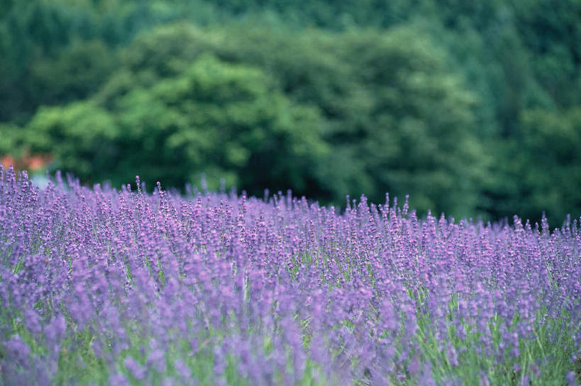 无人,横图,室外,白天,正面,爱情,旅游,度假,花海,花圃,美景,森林,树林,植物,叶子,北海道,日本,亚洲,许多,盛开,景观,浪漫,花蕾,娱乐,花,花瓣,花朵,鲜花,树,树木,绿色,紫色,自然,香草,花丛,花束,花田,花苞,花蕊,薰衣草,享受,休闲,景色,放松,生长,成长,自然风光,呼吸,东亚,日本国,北海道地方,北海道岛,灵香草,黄香草,上富良野町,奇迹,道北,彩图,上川支厅